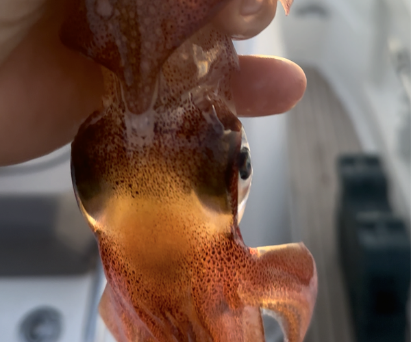 calamar captura de pesca del calamar